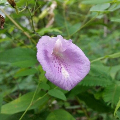 Clitoria mariana Flor