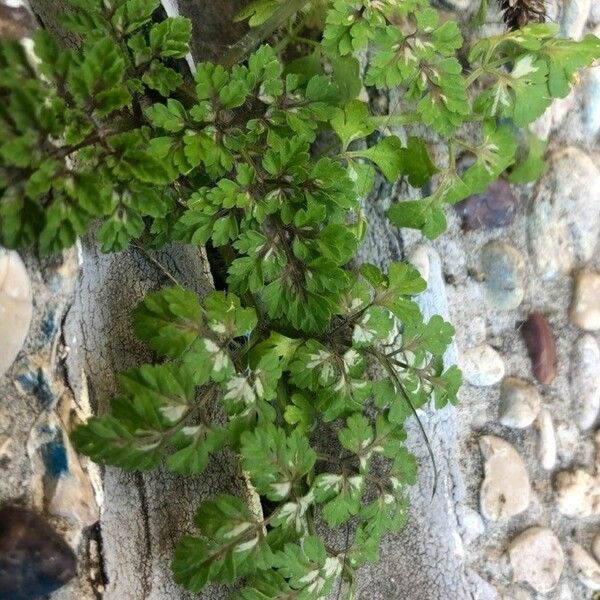 Anthriscus cerefolium Feuille