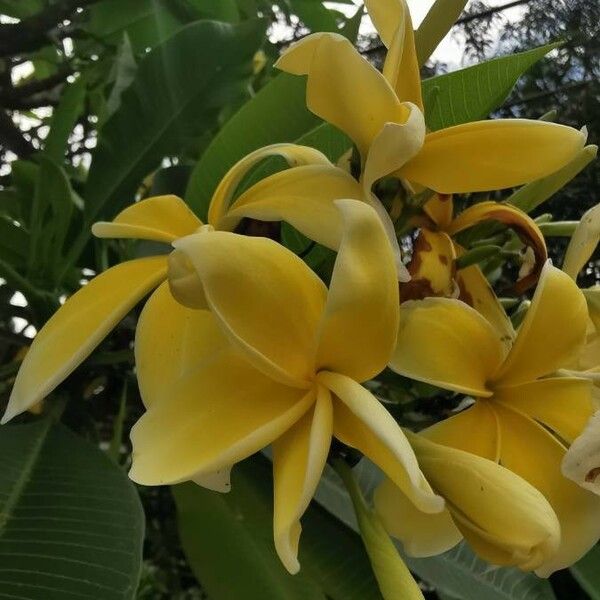 Plumeria rubra Kukka