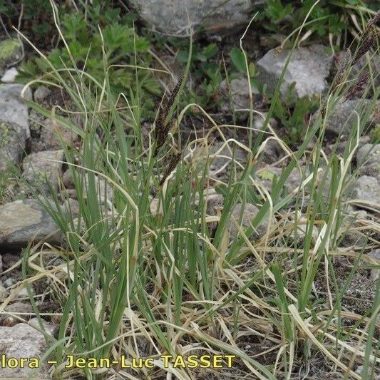 Carex fimbriata ᱛᱟᱦᱮᱸ