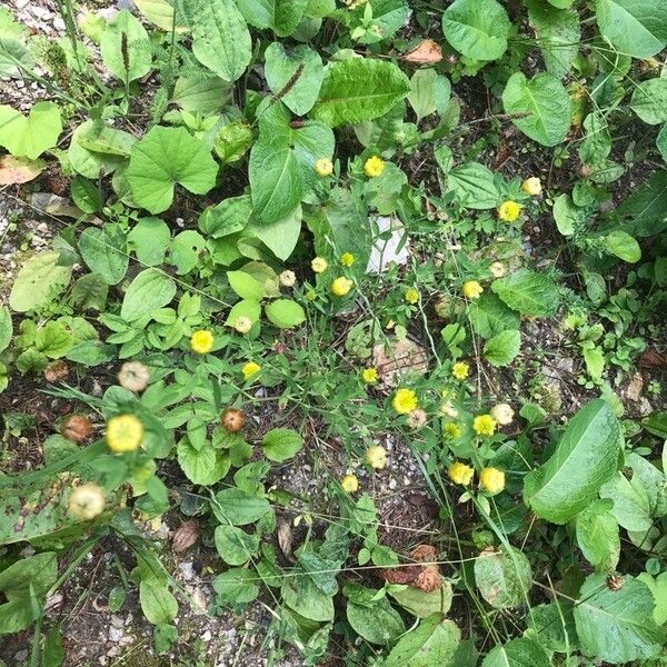 Trifolium aureum Habit