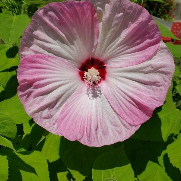 Hibiscus moscheutos Blomst