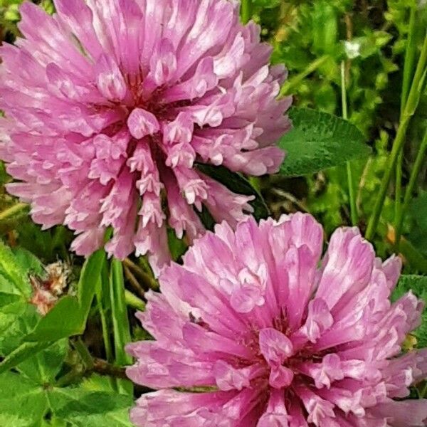 Trifolium medium Flower