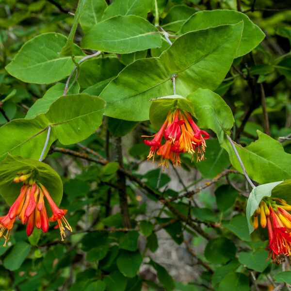 Lonicera ciliosa Flower