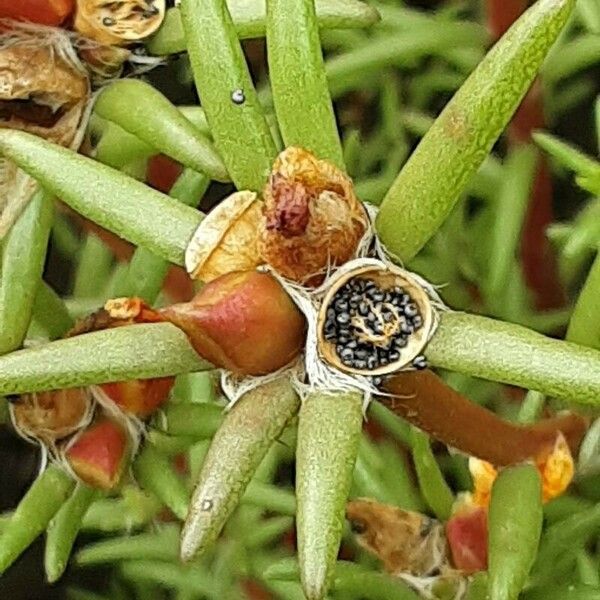 Portulaca grandiflora Fruit