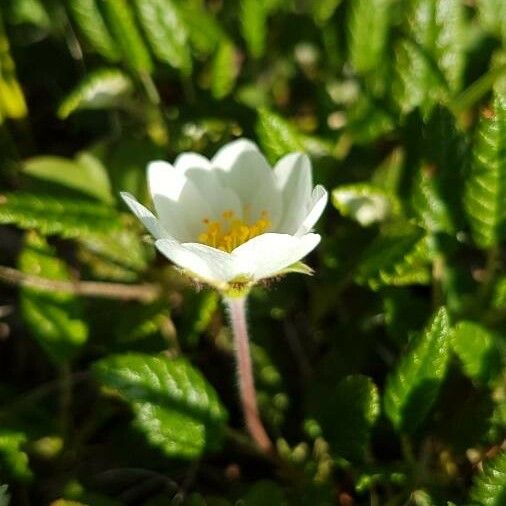 Dryas octopetala Kvet