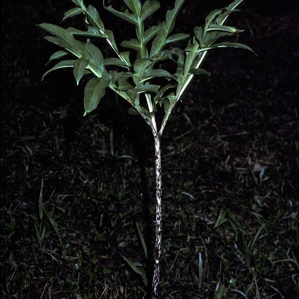 Amorphophallus paeoniifolius ᱛᱟᱦᱮᱸ