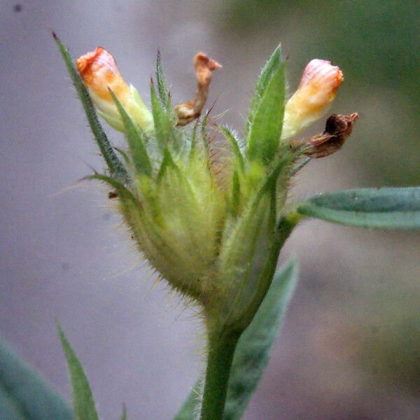 Stylosanthes guianensis 花