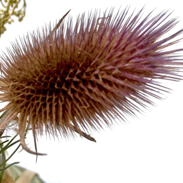 Dipsacus fullonum Fruit