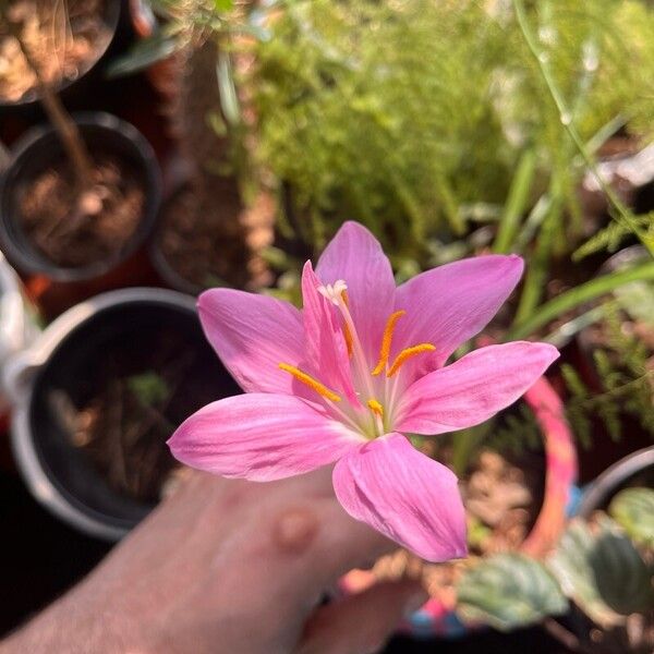 Zephyranthes carinata Fiore