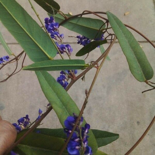 Hardenbergia violacea Blodyn