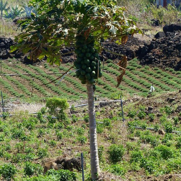 Carica papaya 果