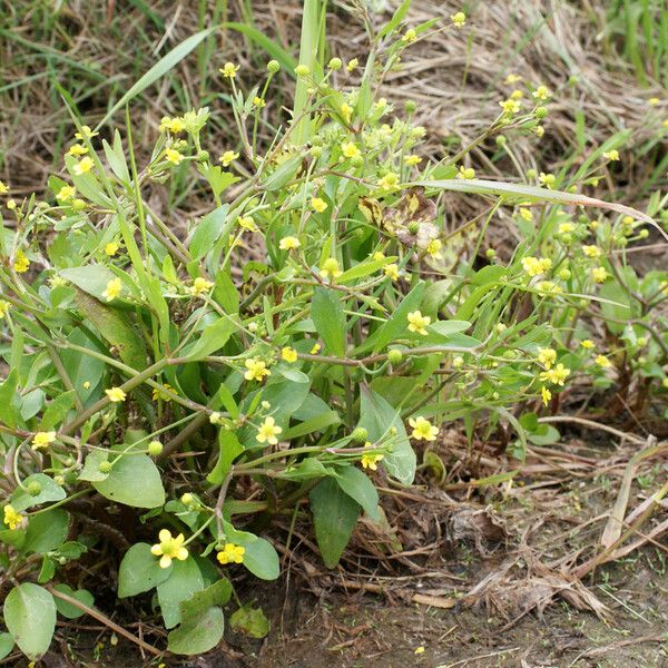 Ranunculus ophioglossifolius Plante entière