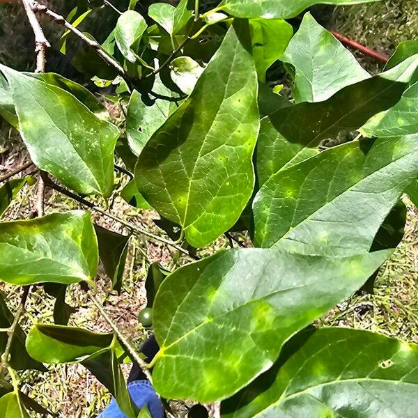 Celtis laevigata Blatt