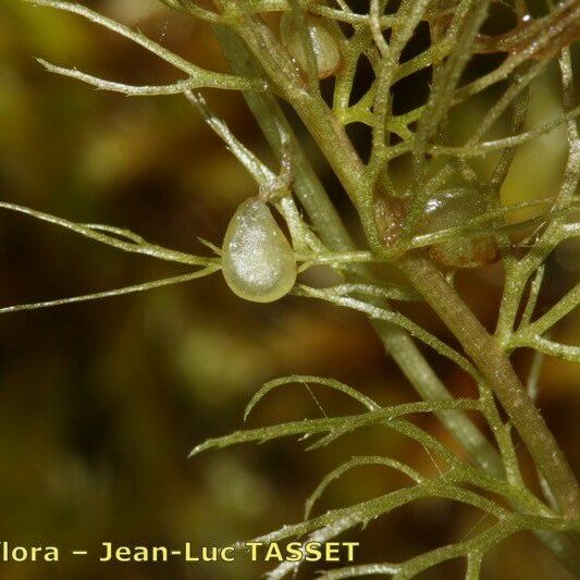 Utricularia stygia ഫലം
