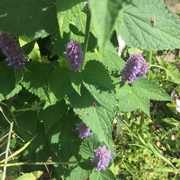 Agastache scrophulariifolia Leaf