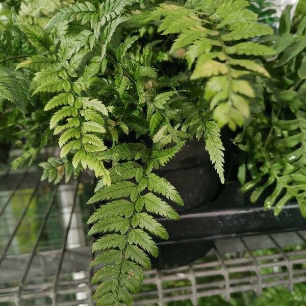 Dryopteris erythrosora Habit