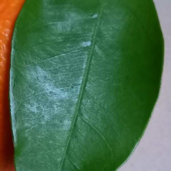 Citrus × aurantium Leaf