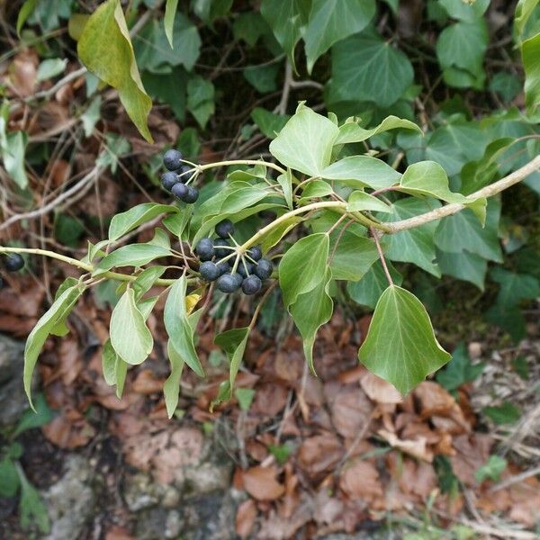 Hedera helix অভ্যাস