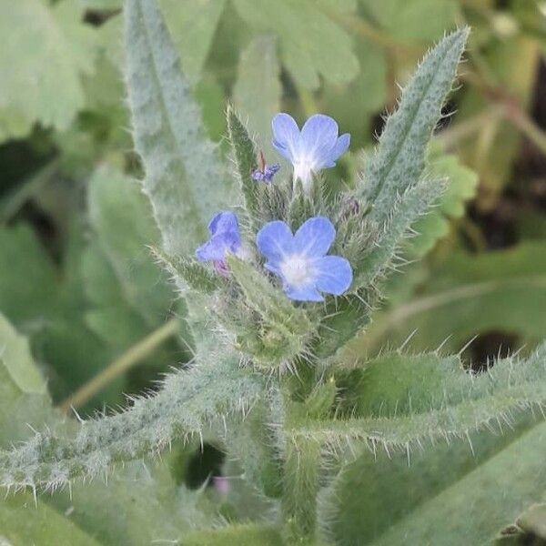 Anchusa arvensis Fiore