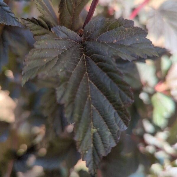 Physocarpus opulifolius Folla