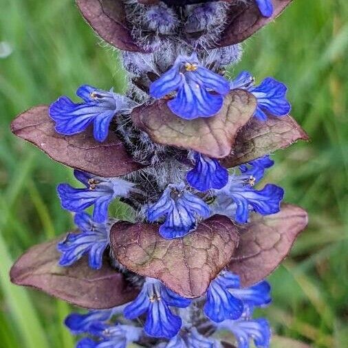 Ajuga reptans Blomst