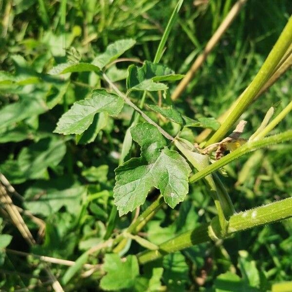 Oenanthe crocata Blad