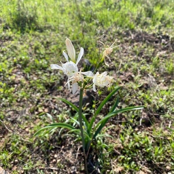 Pancratium canariense Floro