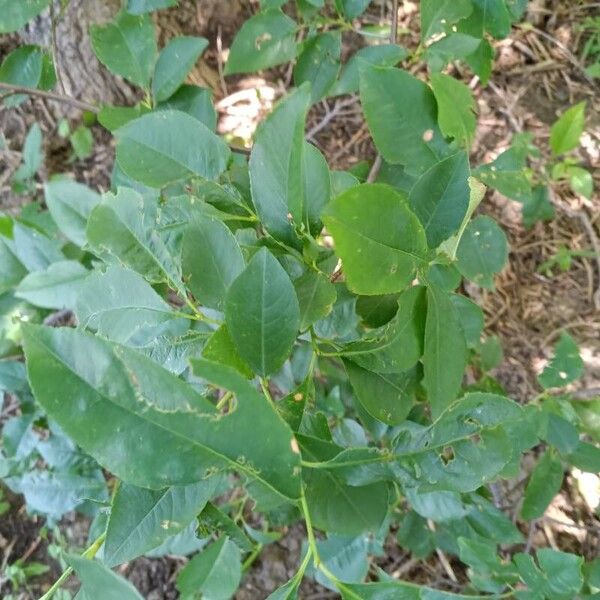 Prunus virginiana Lapas