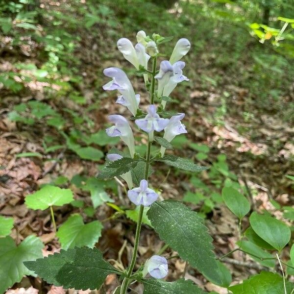 Scutellaria alabamensis Õis