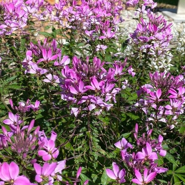 Cleome houtteana Çiçek