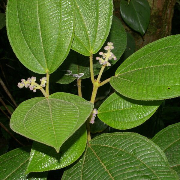 Conostegia micrantha