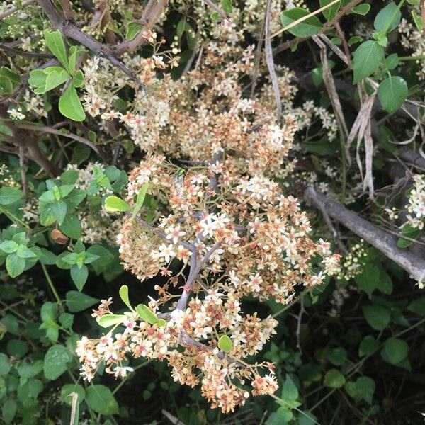 Gymnosporia putterlickioides Bloem