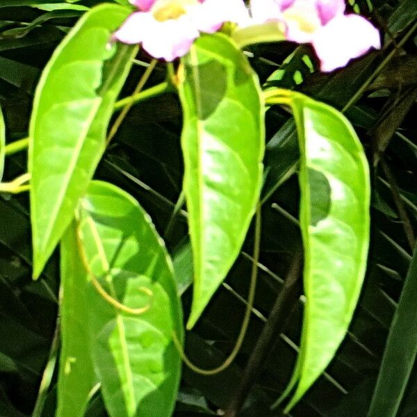 Podranea ricasoliana Flower