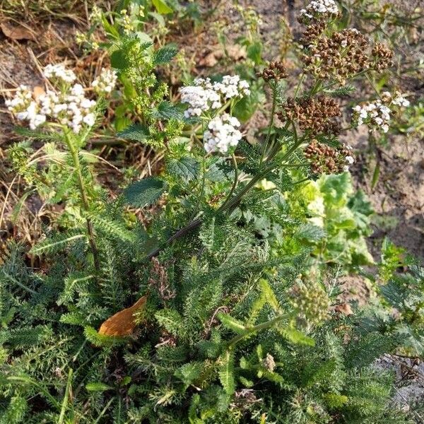 Achillea nobilis आदत