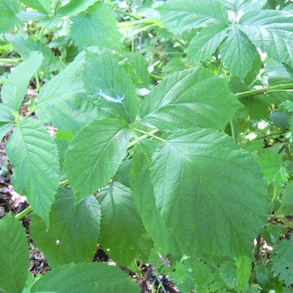 Rubus micans Blatt