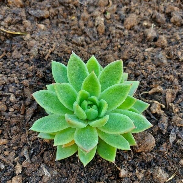 Echeveria agavoides برگ