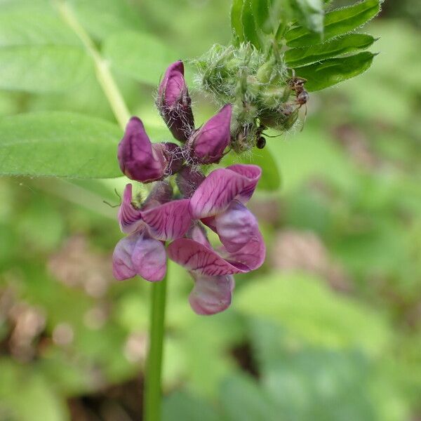 Vicia sepium Blomst