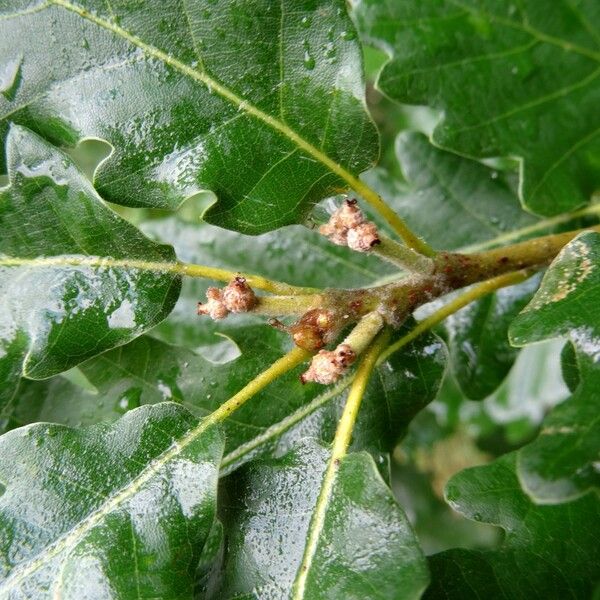 Quercus pubescens മറ്റ്