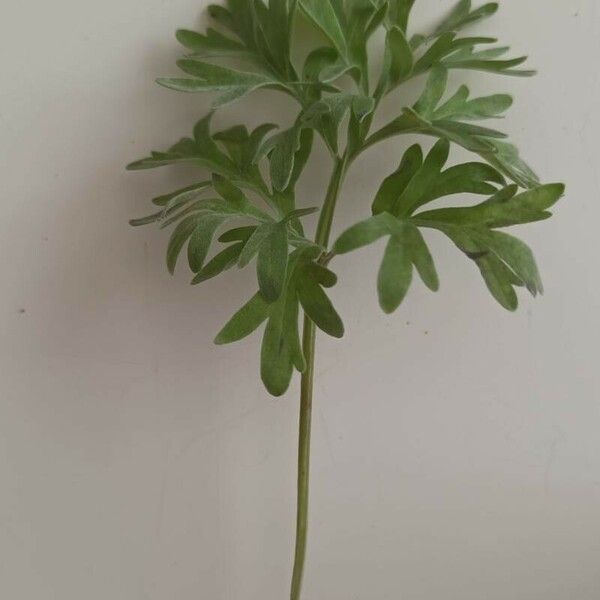 Artemisia arborescens Feuille