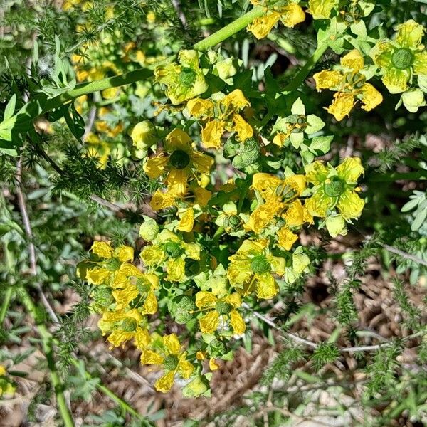 Ruta chalepensis Blad