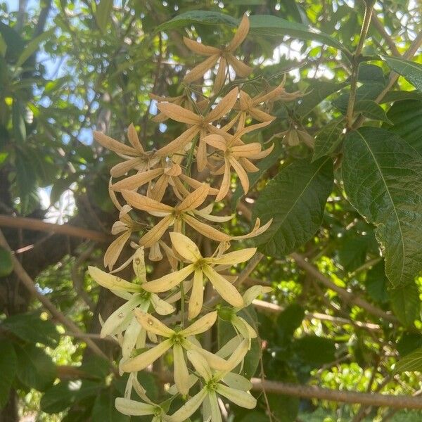 Petrea volubilis Kvet