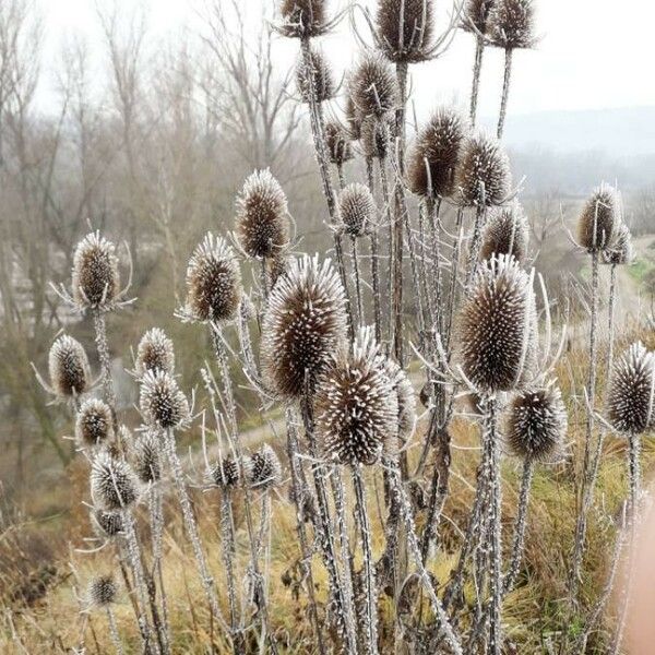 Dipsacus fullonum Fruto