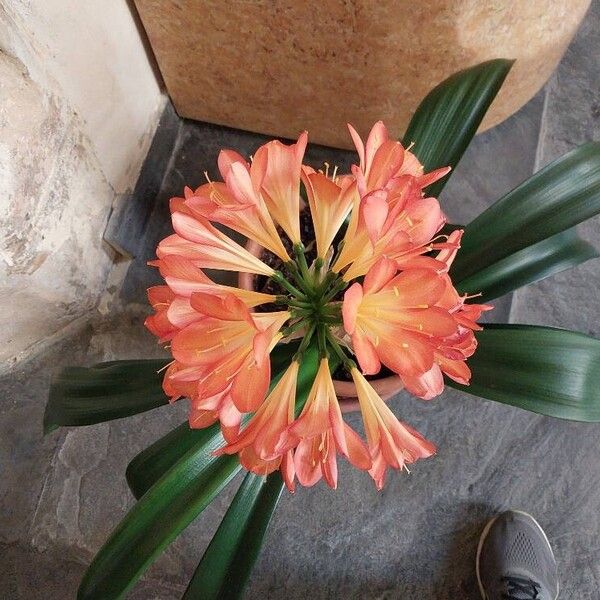 Clivia miniata Kvet