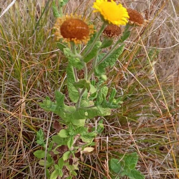 Pulicaria dysenterica Staniste