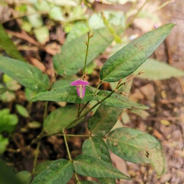 Desmodium paniculatum Kvet