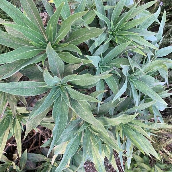 Echium candicans Blatt