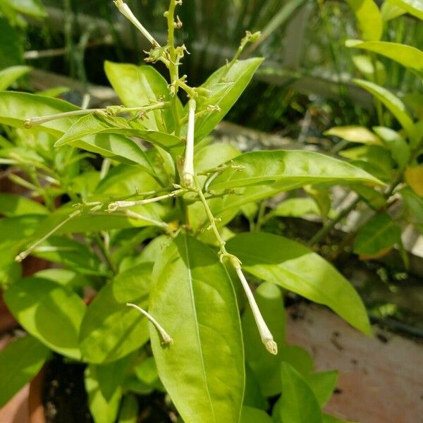 Cestrum nocturnum Flor