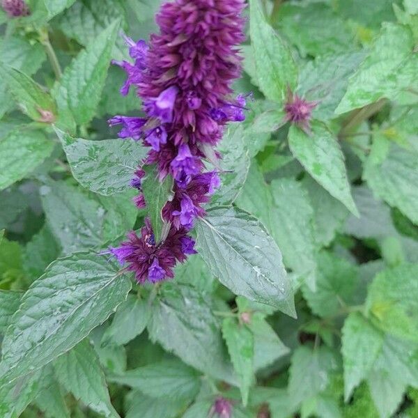 Agastache foeniculum Цвят