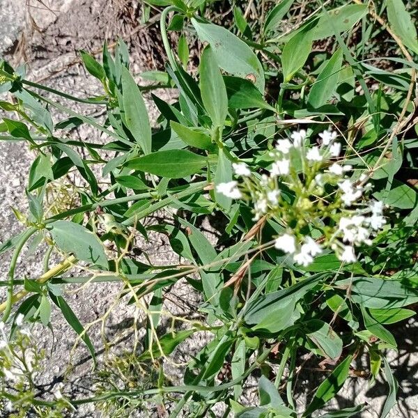 Valeriana rubra List